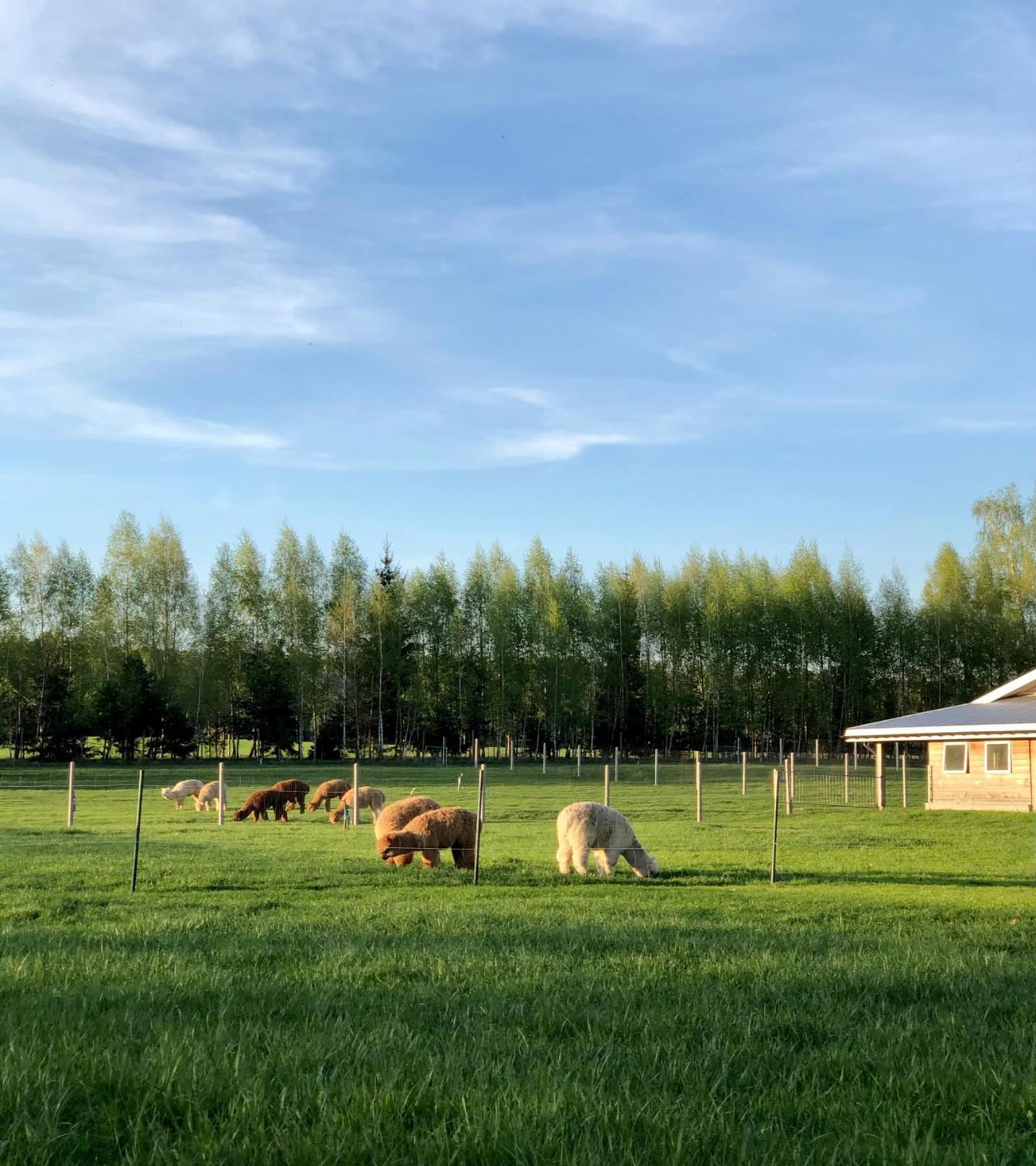 Alpakarium, Hodowla Alpak & Pensjonat Stara Kornica Экстерьер фото
